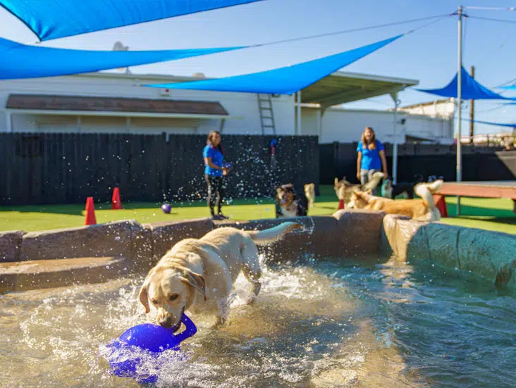 Best Dog Day Care Centers in California: What to Look For by City