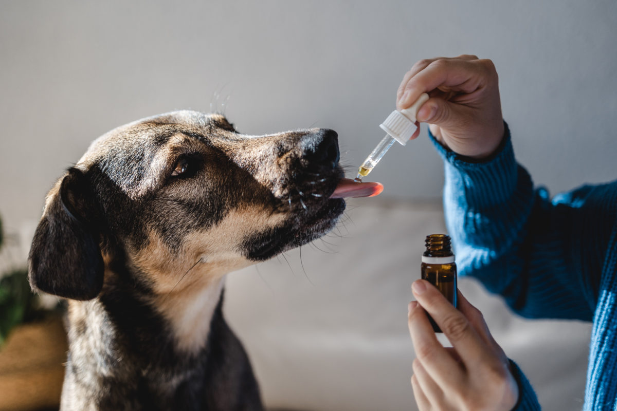 How Compounding Pharmacies Help Picky Pets Take Their Medicine