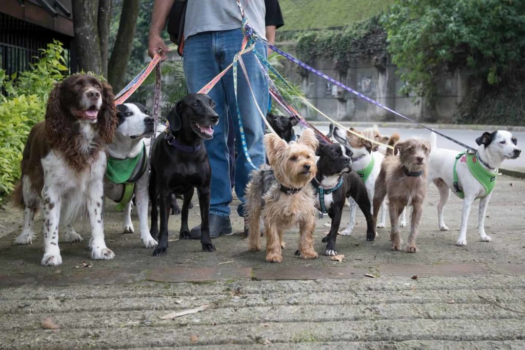 Dog Walker vs. Dog Sitter: Which One Does Your Dog Actually Need?