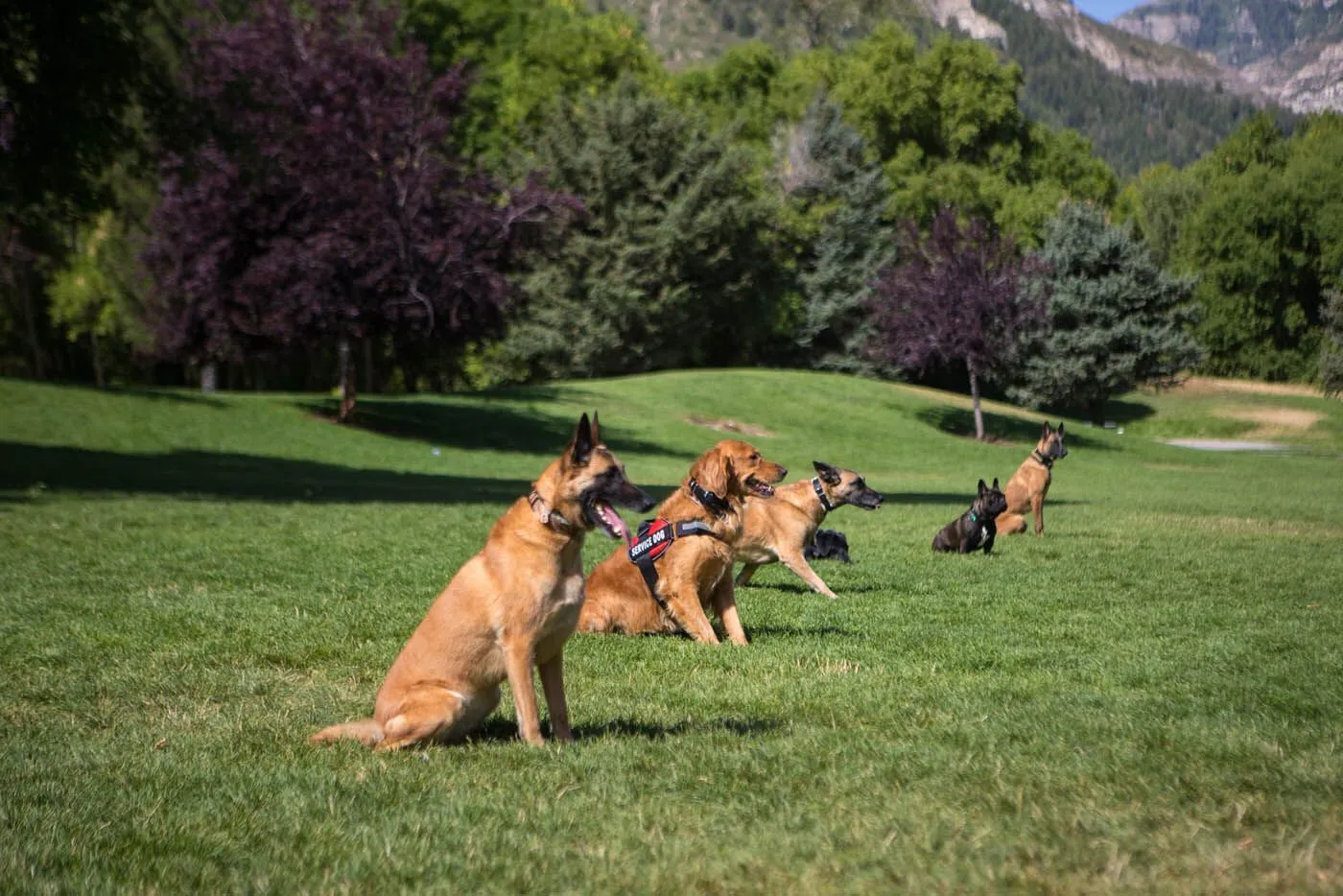Finding a Reliable Dog Trainer in Texas: What Actually Matters
