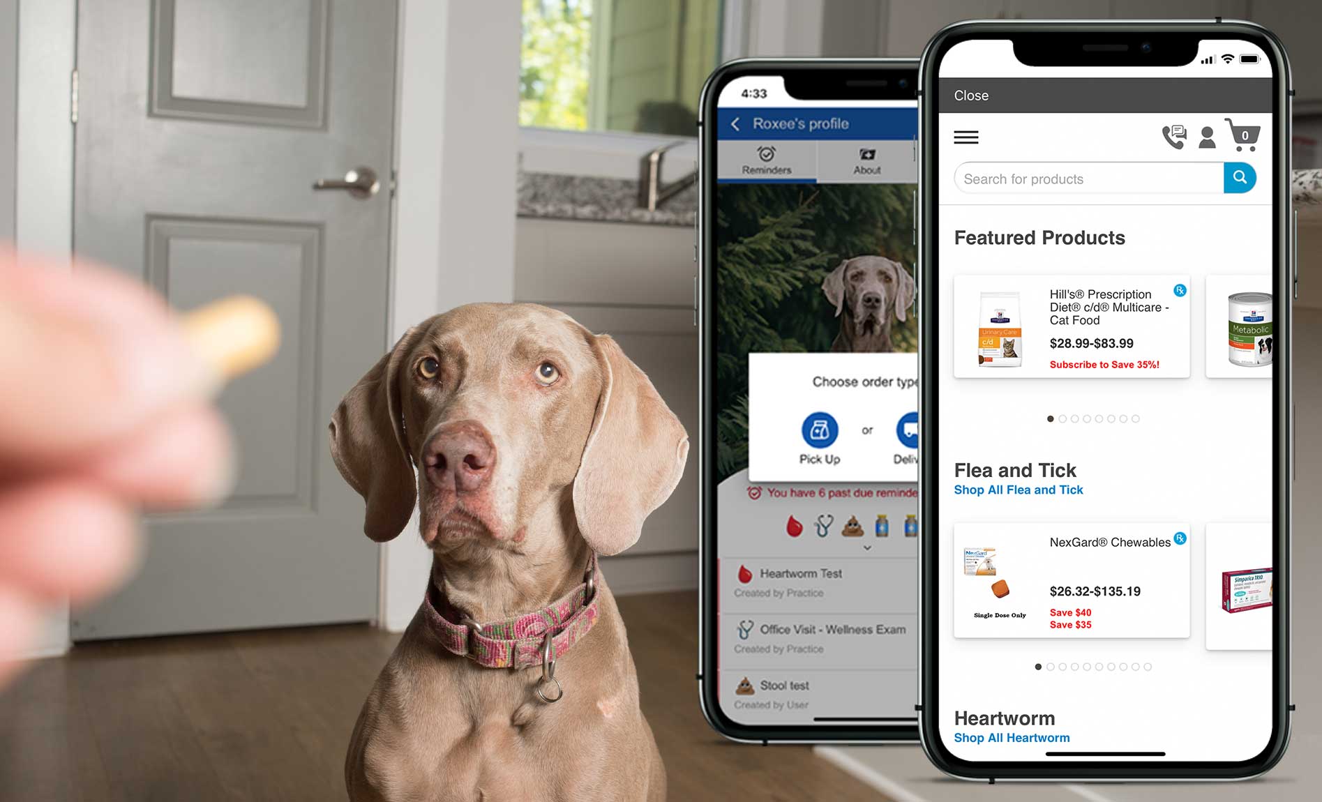 Online Pet Pharmacy or Emergency Vet? How to Tell Which One You Need