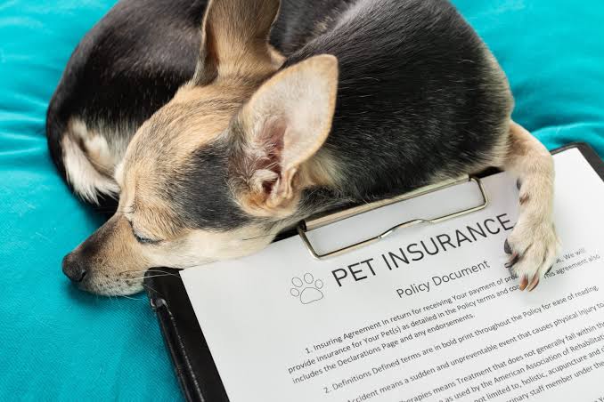 Pet Insurance and Prescription Coverage: What's Actually Covered
