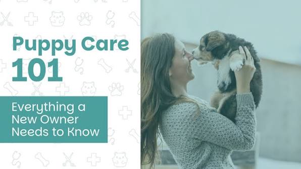 Pet Pharmacy 101: What Every New Dog Owner Should Know