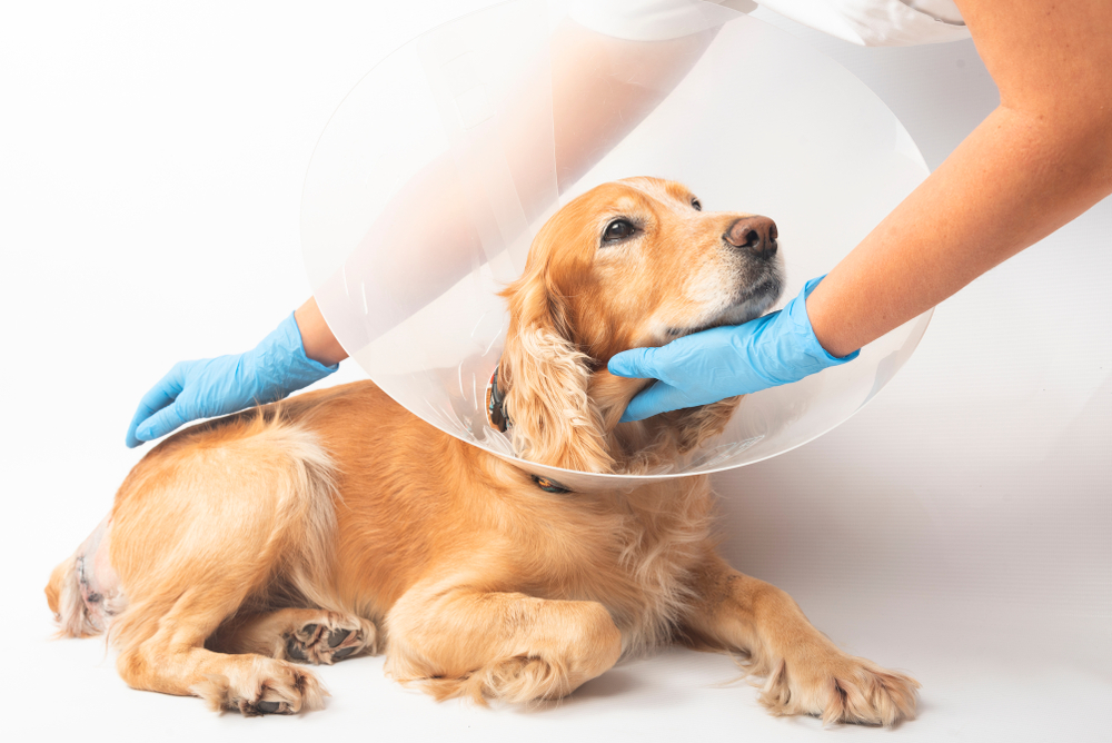 Post-Surgery Dog Care: Medications, Rest, and What to Watch For