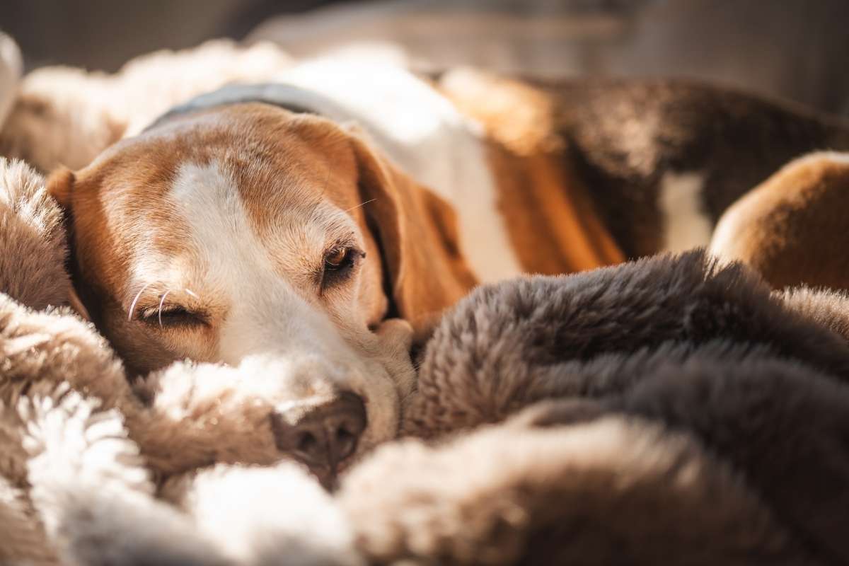 Senior Dog Care: Managing Chronic Conditions Without Losing Track