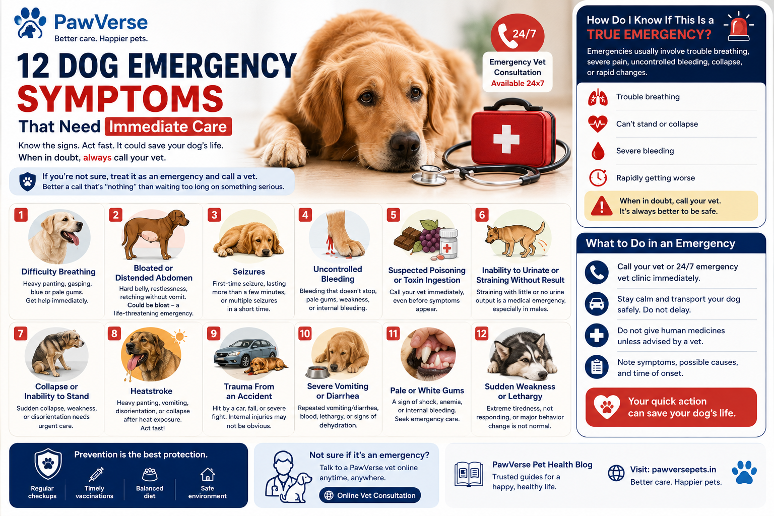 Signs Your Dog Needs Immediate Veterinary Care (Not Just a Phone Call)