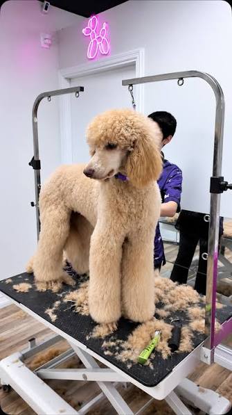 Top-Rated Pet Groomers in Florida (What to Look For by City)