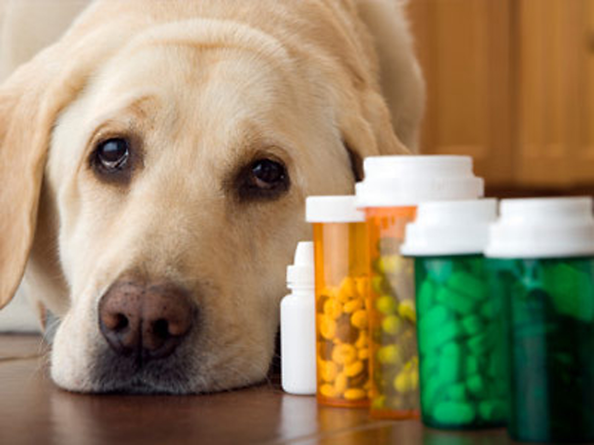 Understanding Pet Prescription Labels: A Complete Guide